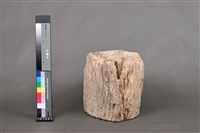 藏品(木化石)的圖片