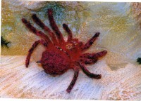 藏品(布袋戲偶（蜘蛛形）)的圖片