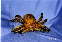 藏品(布袋戲偶（蜘蛛形）)的圖片