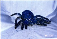 藏品(布袋戲偶（蜘蛛形）)的圖片