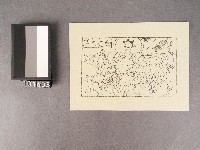 藏品(白虎太歲圖)的圖片