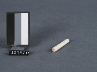 藏品(象牙製煙嘴)的圖片