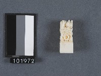 藏品(象牙製品加工印章)的圖片