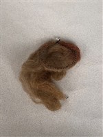 藏品(散髮)的圖片