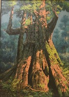 藏品(老爺神木司馬庫斯)的圖片