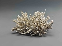 藏品(珊瑚)的圖片