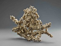 藏品(珊瑚)的圖片