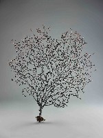 藏品(海樹)的圖片