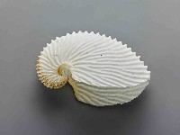 藏品(海螺)的圖片