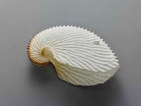 藏品(海螺)的圖片