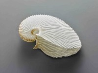 藏品(海螺)的圖片