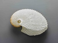 藏品(海螺)的圖片