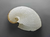 藏品(海螺)的圖片