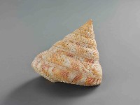 藏品(龍宮貝)的圖片