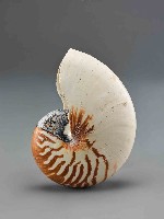 藏品(鸚鵡螺)的圖片