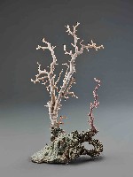 藏品(寶石珊瑚)的圖片