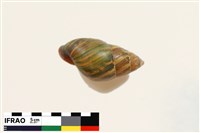 館藏編號:2024L010029的藏品圖