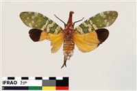 藏品(龍眼雞)的圖片