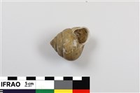 藏品(橡實蝸牛)的圖片