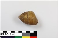 藏品(橡實蝸牛)的圖片