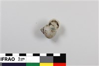 藏品(臺灣青山蝸牛)的圖片