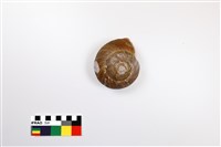 藏品(斯文豪大蝸牛)的圖片