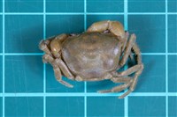 藏品(大里澤蟹)的圖片