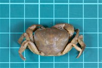 藏品(南澳澤蟹)的圖片