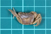 藏品(南澳澤蟹)的圖片