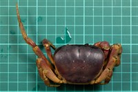 藏品(紫地蟹)的圖片