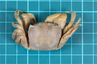 藏品(中華沙蟹)的圖片