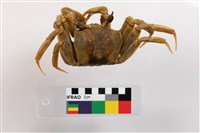 藏品(角眼沙蟹)的圖片