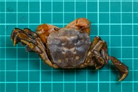 藏品(字紋弓蟹)的圖片