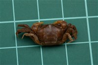 藏品(大衛擬厚蟹)的圖片