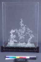 藏品(蒼松)的圖片