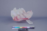 藏品(捷克之花)的圖片