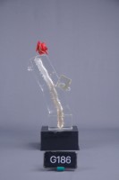 藏品(沐風)的圖片