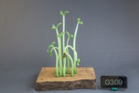 藏品(生生不息)的圖片