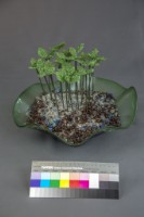 藏品(生機)的圖片