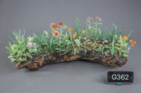 藏品(台灣新文化)的圖片