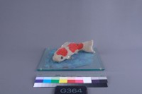 藏品(金鯉魚)的圖片