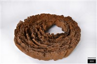 藏品(萬年木)的圖片