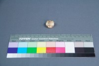 藏品(老虎胸章)的圖片