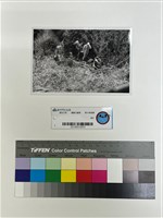 藏品(相片)的圖片