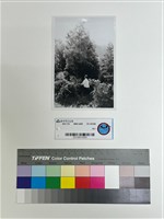 藏品(相片)的圖片