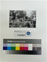 藏品(相片)的圖片