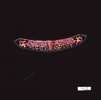 藏品(紅綢紫繡客家眉勒)的圖片