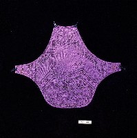 藏品(吉祥繡扇菱形客家肚兜)的圖片