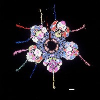 藏品(臺灣漢人族群女性雲肩)的圖片