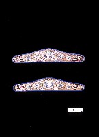 藏品(臺灣北部客家女性頭紮)的圖片